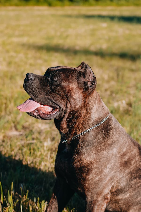 Top conseils pour choisir un chien à mâchoire puissante