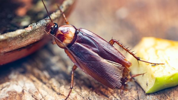 Comment prévenir l'invasion de blattes et cafards ?